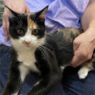 他サイトにて里親様決定しました！