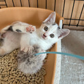 三毛猫　2ヶ月の女の子　里親募集中！