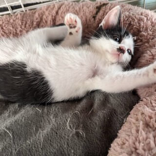 白黒の可愛い仔猫の海星くん