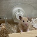 ゴールデンハムスター ♂ 3ヶ月