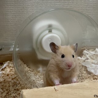 ゴールデンハムスター ♂ 3ヶ月