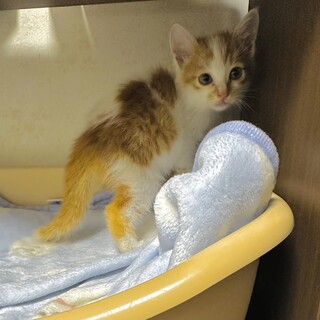 甘えん坊の天使です！