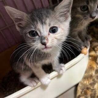 靴下履いてる　マカナちゃん