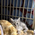 パステルグレー三毛のマハロちゃん