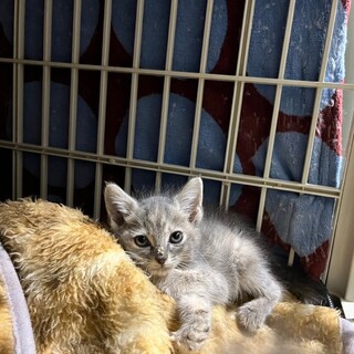 パステルグレー三毛のマハロちゃん