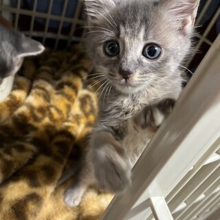 短めの鍵しっぽがかわいいウェリナちゃん