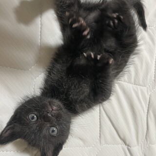 里親募集！　生後1ヶ月程度　人懐っこい男の子