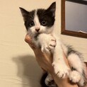 ハチワレ子猫1ヶ月