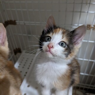 ゴロゴロが止まらない♫甘えん坊三毛猫ちゃん♪