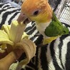 シロハラコジコジ