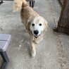 ゴールデン7才・オス サムネイル3