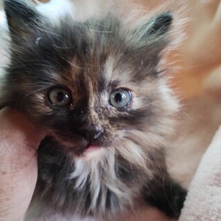 マリモ　長毛のキュートな元気娘