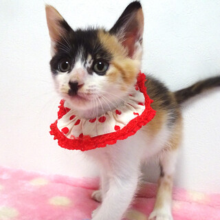 乳飲み子から育てた♪三毛姉妹♪ベルちゃん ２ヵ月半