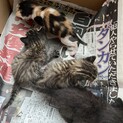 4頭の子猫と里親様募集してます