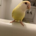 コザクラインコ 2歳 