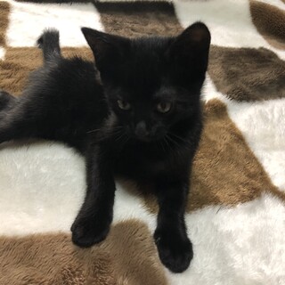 可愛い黒猫の里親様を募集します。