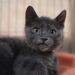 ブルーな美少年・キヤ