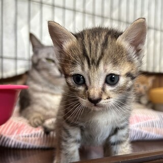 キジ猫　女の子　キーボー(トライアル中)