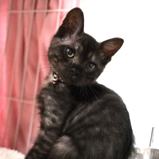 ブラックスモークの美少年・トテ