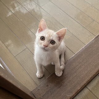 抱っこ大好き甘えん坊くんです