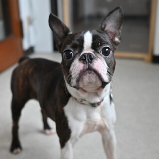 とっても可愛くて、明るいボストンテリアの女の子！