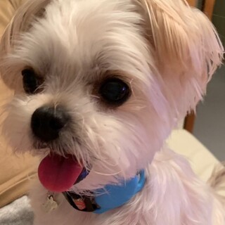 人もお散歩も大好き！マルチーズミックスの女の子