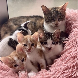 【7/15芝浦】4/23生★ベルばら兄妹＆美貌ママ