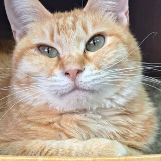 フワ可愛いお顔♡茶白チャミちゃん♀2歳