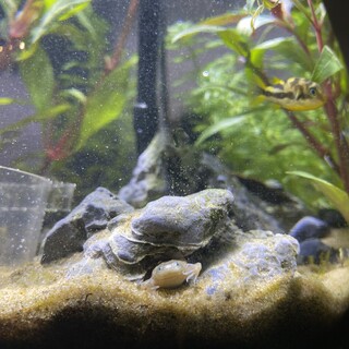 アフリカヒメツメガエル