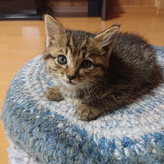 茶キジの可愛い女の子