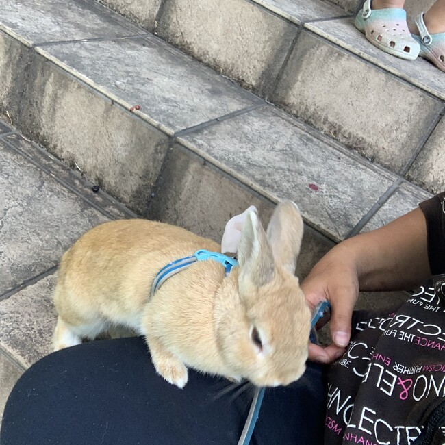 ジュディ蘭のカバー写真