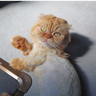 マンチカン短足の男の子