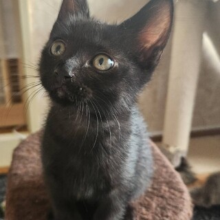 鍵しっぽの黒こねこ　トロロ君