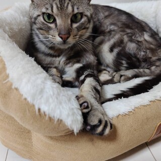 里親さん募集！キレイなアメショミックス柄です！