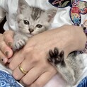 サバトラの男の子 みちるくん