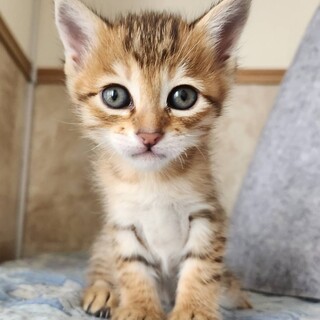 元気でハンサム　かおるくん