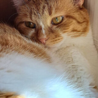 落ち着いた性格♡茶白ちゃーこちゃん♀5歳