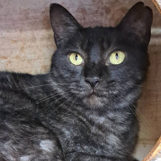 グレーがかった黒猫あんずちゃん♀3歳