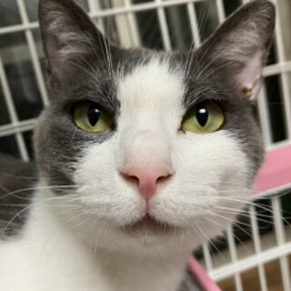 スリスリ甘えん坊グレ白たかなくん♂2歳