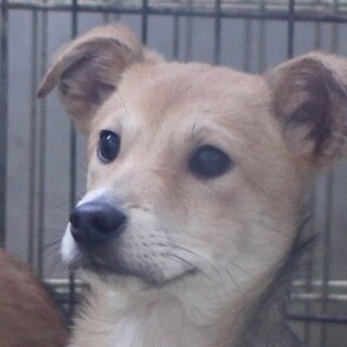 ぱちくりお目目の子犬、くりんくん