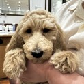 スタンダードプードル2ヶ月♀