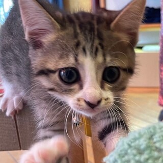 募集停止抱っこをおねだりキジ白女子❤️かぼす