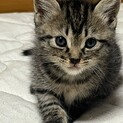 この子を家族に迎えてもらえませんか