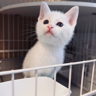 白いこねこ♂