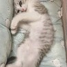 ﾐｬｯ！