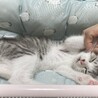 ｺﾞﾛﾆｬﾝ