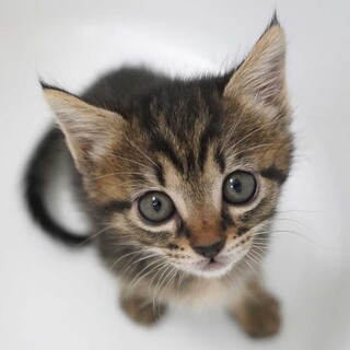 5月1日入所の2匹兄弟の②キジトラの男の子