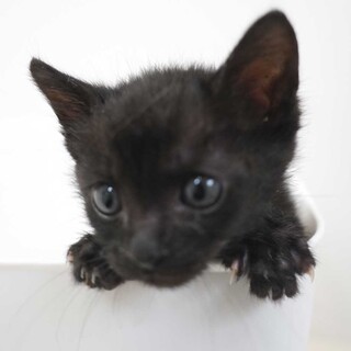 5月3日入所の2匹兄弟の①黒の男の子（緑首輪）