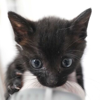 5月3日入所の2匹兄弟の②黒の男の子（黄首輪）