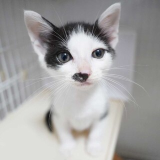 5月29日入所のハチワレの男の子